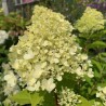 Skarainā hortenzija ,,Pastelgreen,, /Hydrangea paniculata/ - C4 kont.