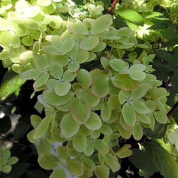 Skarainā hortenzija ,,Pastelgreen,, /Hydrangea paniculata/ - C4 kont.