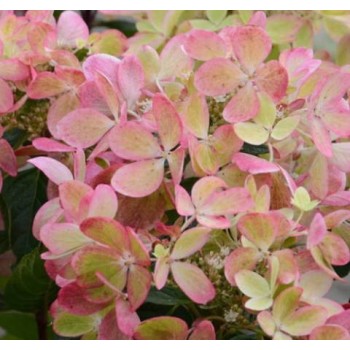 Skarainā hortenzija ,,Pastelgreen,, /Hydrangea paniculata/ - C4 kont.