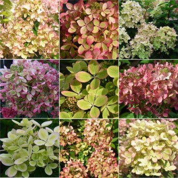 Skarainā hortenzija ,,Pastelgreen,, /Hydrangea paniculata/ - C4 kont.