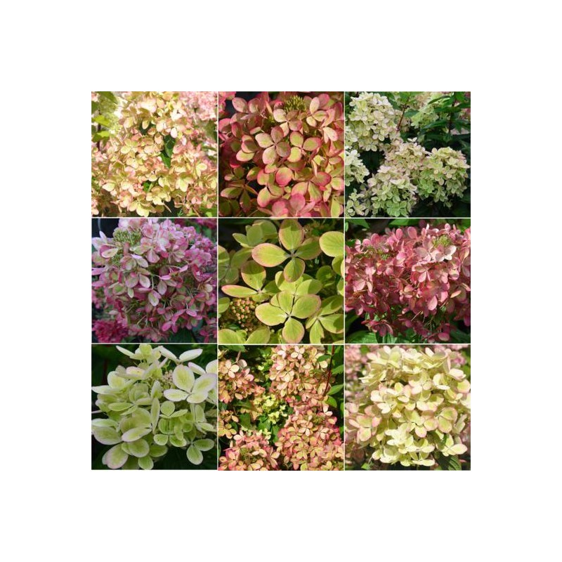 Skarainā hortenzija ,,Pastelgreen,, /Hydrangea paniculata/ - C4 kont.