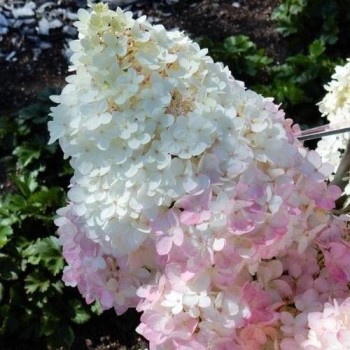 Skarainā hortenzija ,,Magical Andes,, /Hydrangea paniculata/ - C3 kont.