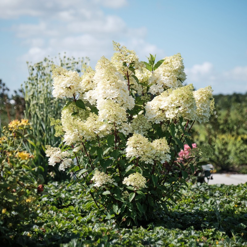 Hortenzija, skarainā ,,Magical Andes,, /Hydrangea paniculata/ - C3 kont.