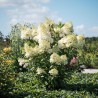 Skarainā hortenzija ,,Magical Andes,, /Hydrangea paniculata/ - C3 kont.