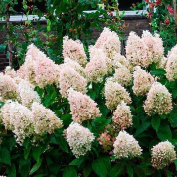 Skarainā hortenzija ,,Magical Sweet Summer,, /hydrangea paniculata/ - C4 kont.