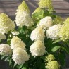 Skarainā hortenzija ,,Magical Sweet Summer,, /hydrangea paniculata/ - C4 kont.