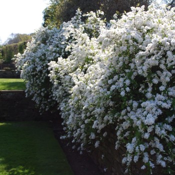 Pērļu krūms "The bride" /exochorda/ - C3 kont.