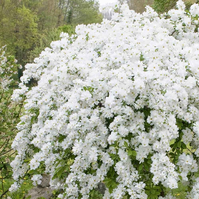 Pērļu krūms "The bride" /exochorda/ - C3 kont.