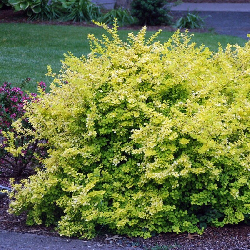 Tunberga bārbele "Aurea" /berberis thunbergii/ - C2 kont.