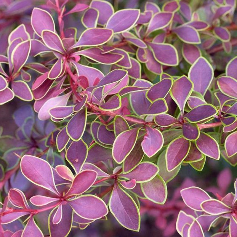 Tunberga bārbele "Golden Ring" /berberis thunbergii/ - C2 kont.