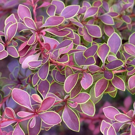 Tunberga bārbele "Golden Ring" /berberis thunbergii/ - C2 kont.