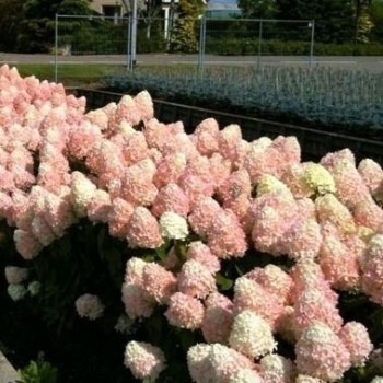 Skarainā hortenzija ,,Magical Sweet Summer,, /hydrangea paniculata/ - C4 kont.