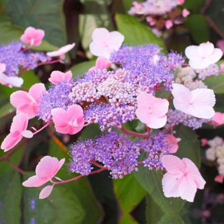 Aslapu hortenzija "Hot Chocolate" /hydrangea aspera/ - C4 kont.