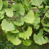 Ginka koks /ginkgo biloba/ - 60-70 cm. C2 kont.