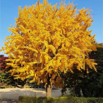 Ginka koks /ginkgo biloba/ - 60-70 cm. C2 kont.