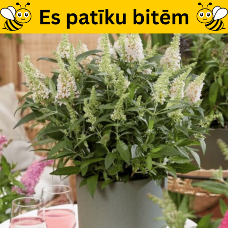 Dāvida budleja ,,Butterfly Candy Little White,, /Buddleja davidii/- C2 kont.