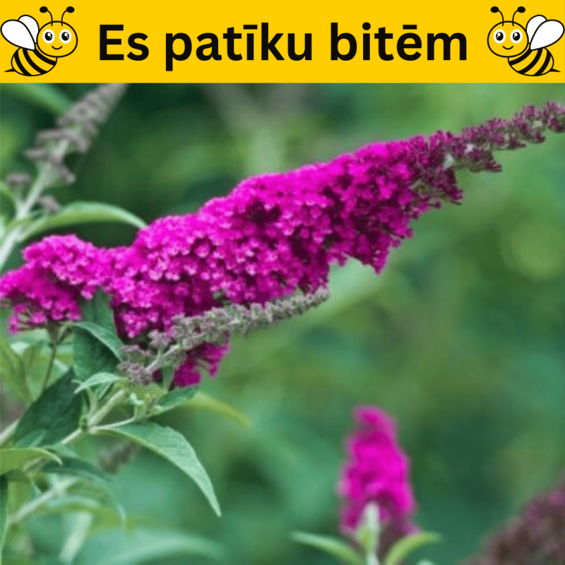 Budleja, Dāvida ,, Royal Red,,/Buddleja davidii/- C2 kont.