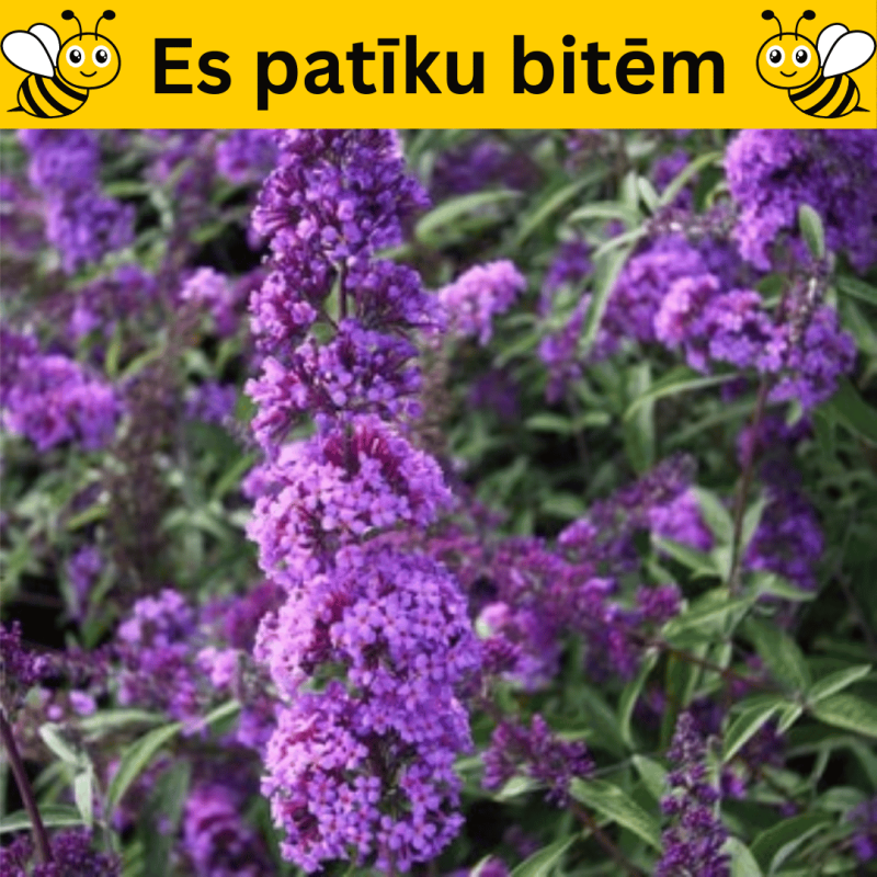 Budleja Dāvida ,,Ile De France,, /Buddleja davidii/- C2,5 kont.