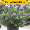 Dāvida budleja ,,Free Petite Blue Heaven,, /Buddleja davidii/- C2 kont.