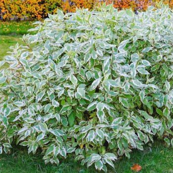 Baltais grimonis "Elegantissima" /cornus alba/ - C2,5 kont.