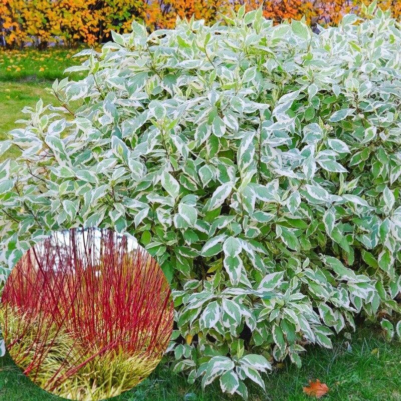 Baltais grimonis "Elegantissima" /cornus alba/ - C2,5 kont.