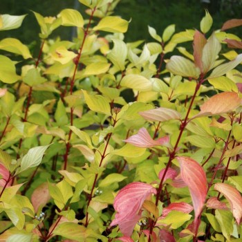 Baltais grimonis "Aurea" /cornus alba/ - C2 kont.