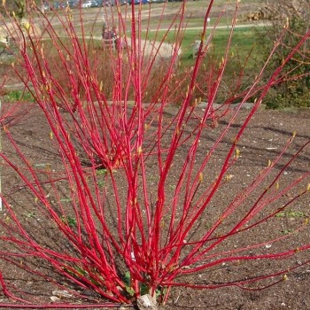 Baltais grimonis "Aurea" /cornus alba/ - C2 kont.