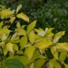 Grimonis, baltais "Aurea" /cornus alba/ - C2 kont.