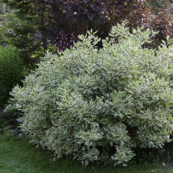 Baltais grimonis ,,Sibirica Variegata,, /Cornus alba/ - C2 kont.