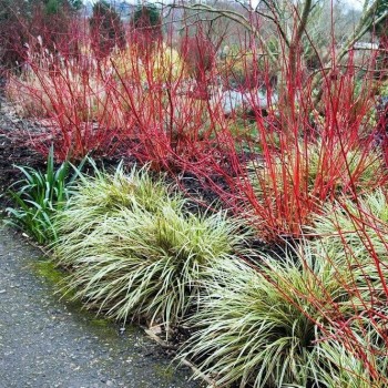 Baltais grimonis ,,Sibirica Variegata,, /Cornus alba/ - C2 kont.