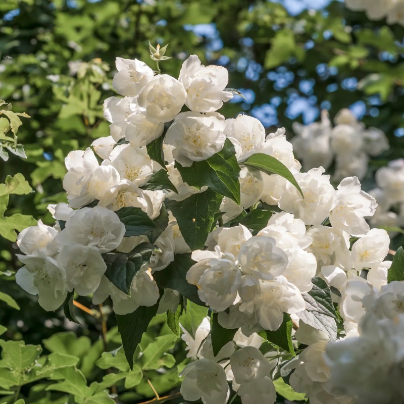 Jasmīns - filadelfs ,,Bouquet Blanc,, /Philadelphus/ - C3 kont.