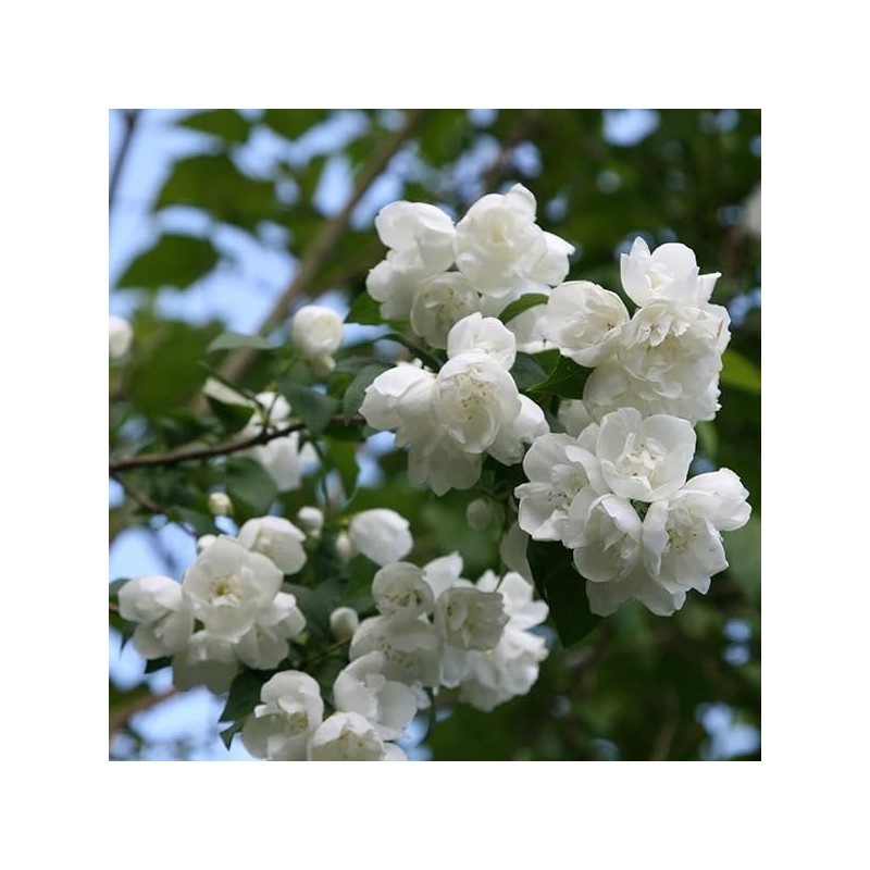 Filadelfs - jasmīns ,,Virginal,, /philadelphus/ - C3 kont.