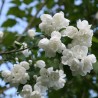 Filadelfs - jasmīns ,,Virginal,, /philadelphus/ - C3 kont.