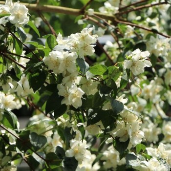 Jasmīns ,,Dame Blanche,, /Philadelphus/ - C3 kont.