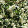 % Jasmīns ,,Dame Blanche,, /Philadelphus/ - C3 kont.