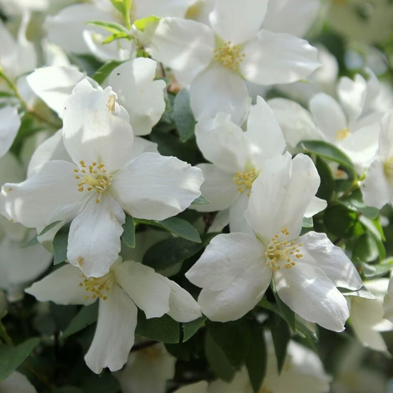 Jasmīns ,,Dame Blanche,, /Philadelphus/ - C3 kont.