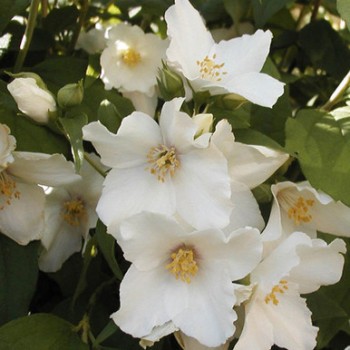 Jasmīns - filadelfs ,,Belle Etoile,, /Philadelphus/ - C2,5 kont.