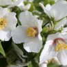 Jasmīns - filadelfs ,,Belle Etoile,, /Philadelphus/ - C2,5 kont.