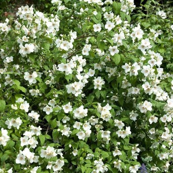 Jasmīns - filadelfs ,,Belle Etoile,, /Philadelphus/ - C2,5 kont.