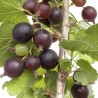 Upene (hibrīds) "Jostaberry" /ribes/ - 60-80cm., C2 kont.