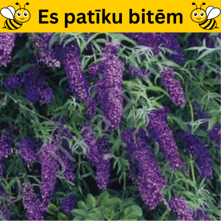 Budleja dāvida,, Black Knight,, /Buddleja davidii/- C2,5 kont.