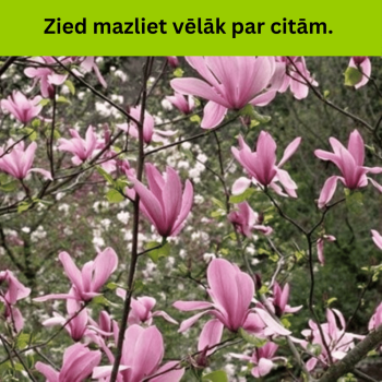 Lillijziedu magnolija...