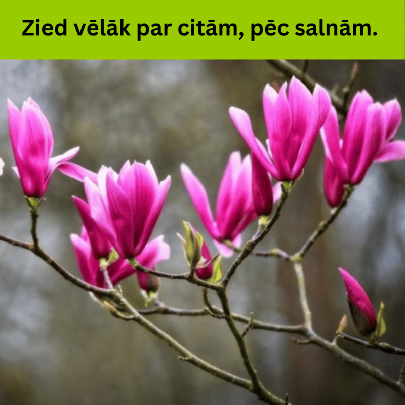 Magnolija 'Betty' /Magnolia/ - C4 kont.