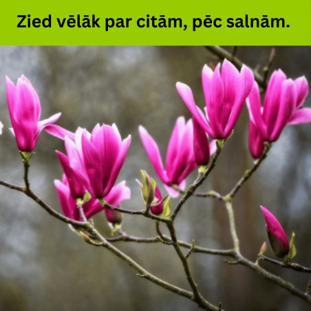 Magnolija 'Betty' /Magnolia/ - C2,5 kont.