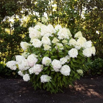 Skarainā hortenzija ,,Living Royal Flower,, /Hydrangea paniculata/ - C2 kont.