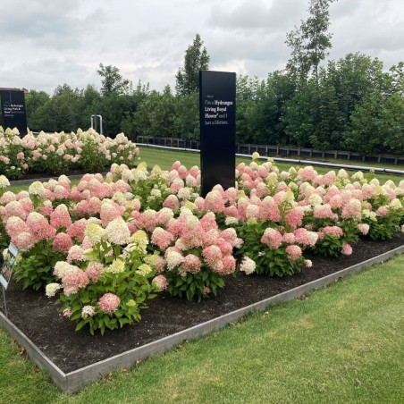 Skarainā hortenzija ,,Living Royal Flower,, /Hydrangea paniculata/ - C2 kont.