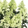 Skarainā hortenzija ,,Panzola,, /hydrangea paniculata/ - C3 kont.