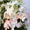 Skarainā hortenzija ,,Panzola,, /hydrangea paniculata/ - C3 kont.