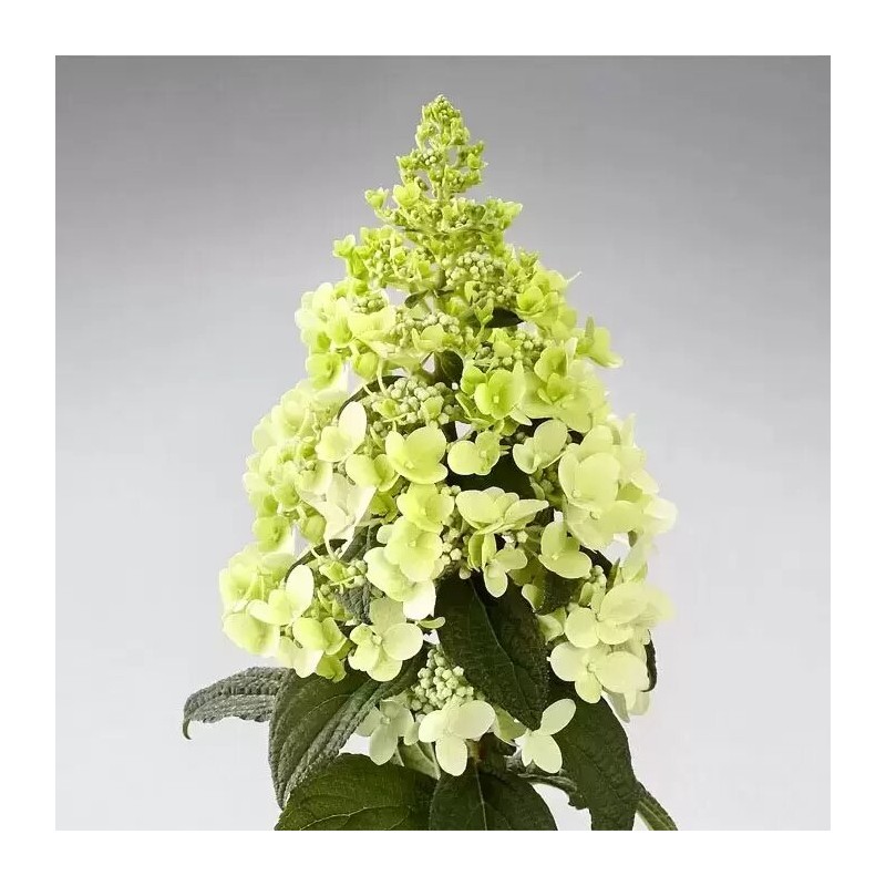 Skarainā hortenzija ,,Panzola,, /hydrangea paniculata/ - C3 kont.