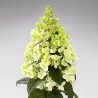 Skarainā hortenzija ,,Panzola,, /hydrangea paniculata/ - C3 kont.